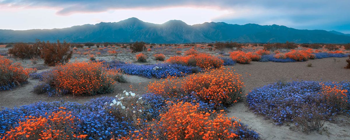 Adventure Basecamp - anza borrego state park in CA at Stagecoach Trails Campground and RV Park