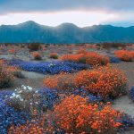 Adventure Basecamp - anza borrego state park in CA at Stagecoach Trails Campground and RV Park
