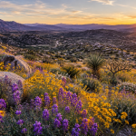 Spring wildflowers along a scenic desert road near Stagecoach Trails Campground